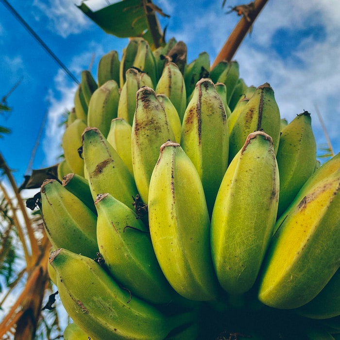 Can Eating Plantains Lead to Weight Gain?